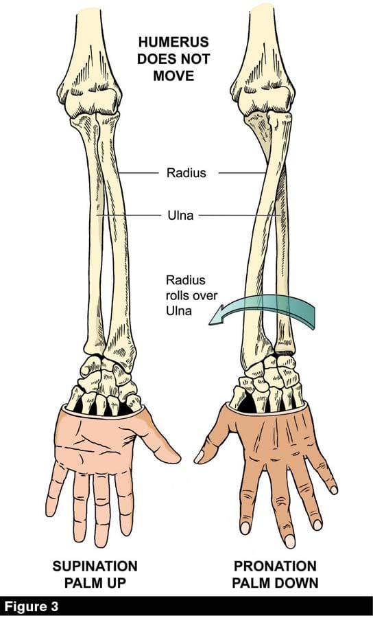 Supination And Pronation Of The Forearm | atelier-yuwa.ciao.jp