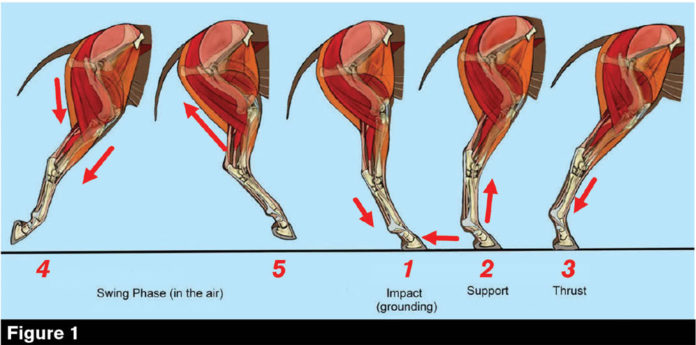 Is Your Horse Showing Signs of Problems in its Hind Legs? — Park