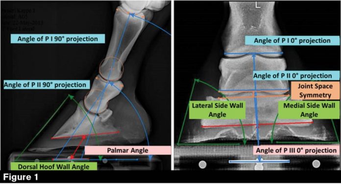 distal interphalangeal joint horse