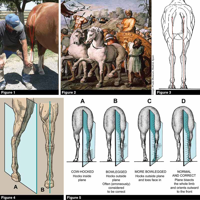 Anatomical Terms for Equine (Horse) Diagram