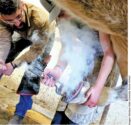 apprentice training at farrier school hot fitting horseshoe