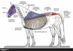 Energy-in-the-Hind-Limb_1.jpg