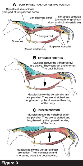 Thoracic Spine: Anatomy and Biomechanics – Allied Anatomy
