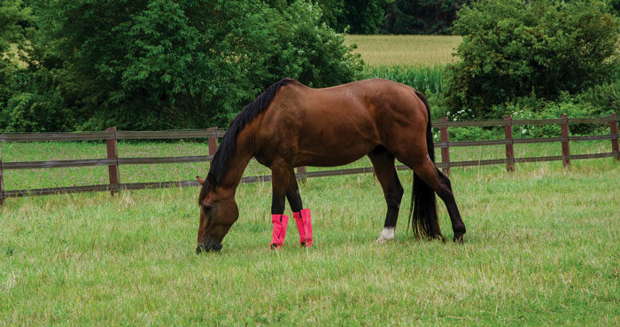 important-to-monitor-a-horses-food-intake.jpg