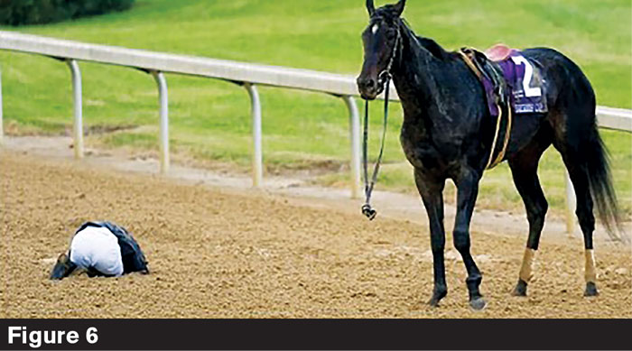 The Importance of Horseshoes for Your Horse, Veterinarian in Port Byron,  IL