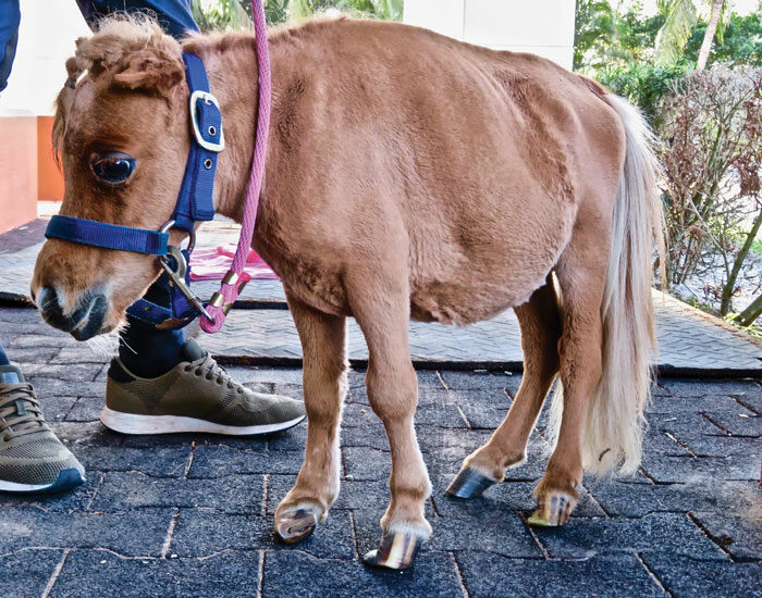 Lizzie-arrived-at-Peeps-Foundation-with-foot-problems-and-deformed-and-infected-ears.jpg