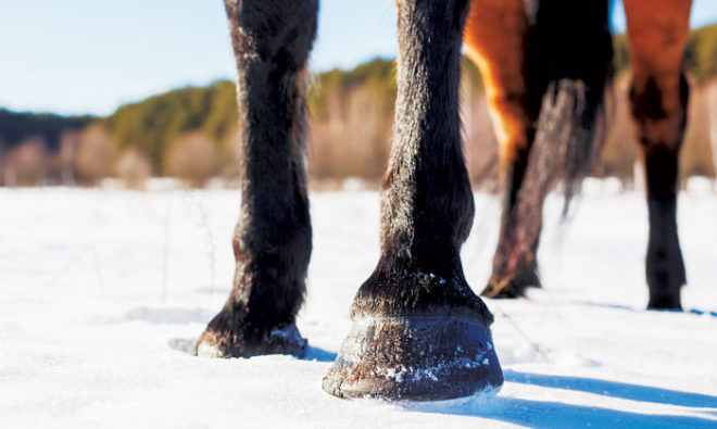 Tips for Managing the Barefoot Horse in Winter