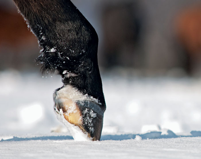 Single-Foot-Snow.jpg