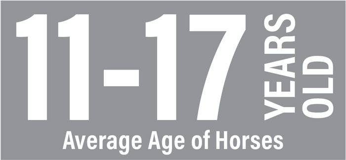 Average-Age-of-Horses.jpg