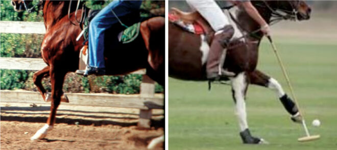 When Should the Equine Hoof & Pastern Angle Line Up?