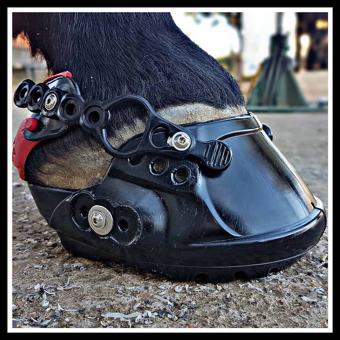 Terra Horse EVO Boots | American 
