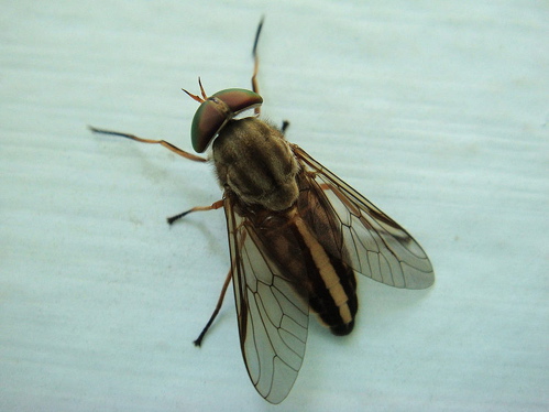 HUGE black horse flies driving horses crazy